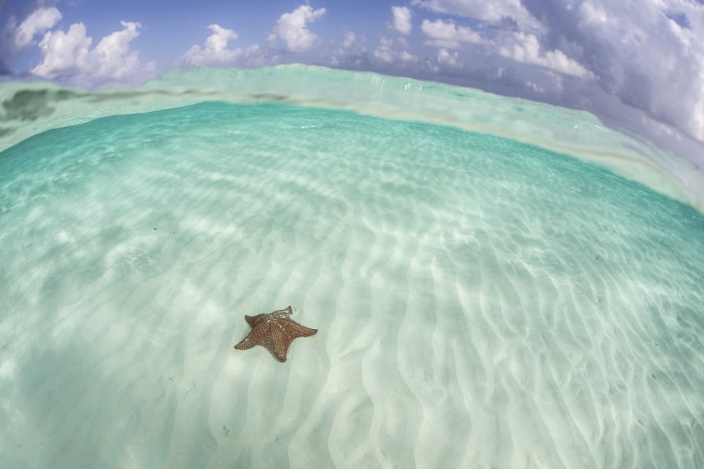 A West Indian starfish on the seafloor in Turneffe Atoll Belize Canvas Art - Ethan DanielsStocktrek Images (17 x 12)