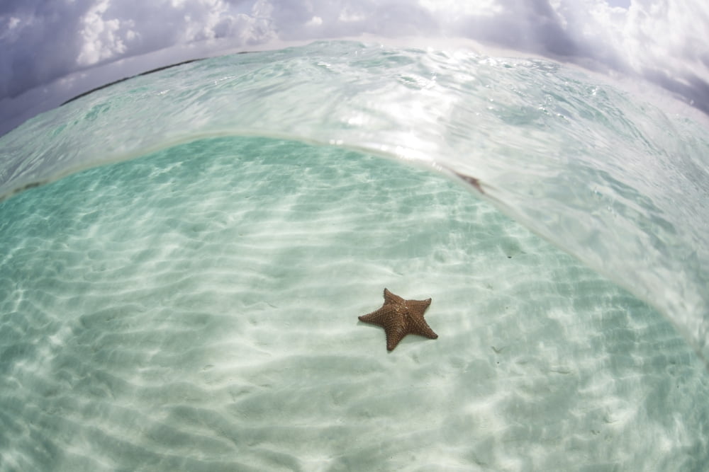 A West Indian starfish on the seafloor in Turneffe Atoll Belize Canvas Art - Ethan DanielsStocktrek Images (17 x 12)