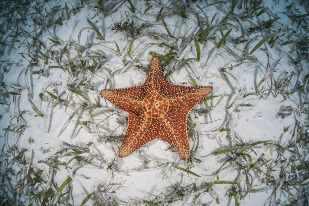 A West Indian starfish on the seafloor in Turneffe Atoll Belize Canvas Art - Ethan DanielsStocktrek Images (17 x 12)