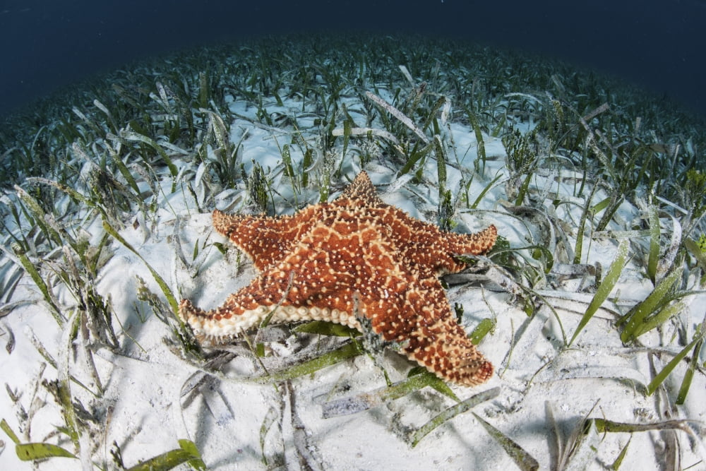 A West Indian starfish on the seafloor in Turneffe Atoll Belize Canvas Art - Ethan DanielsStocktrek Images (17 x 12)