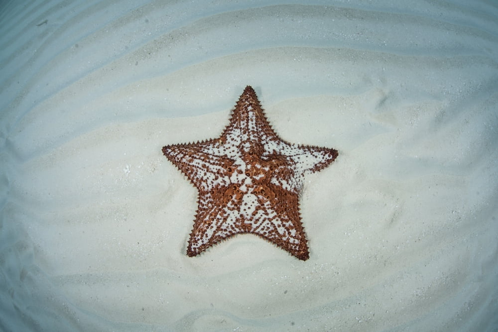 A West Indian starfish on the seafloor in Turneffe Atoll Belize Canvas Art - Ethan DanielsStocktrek Images (17 x 12)