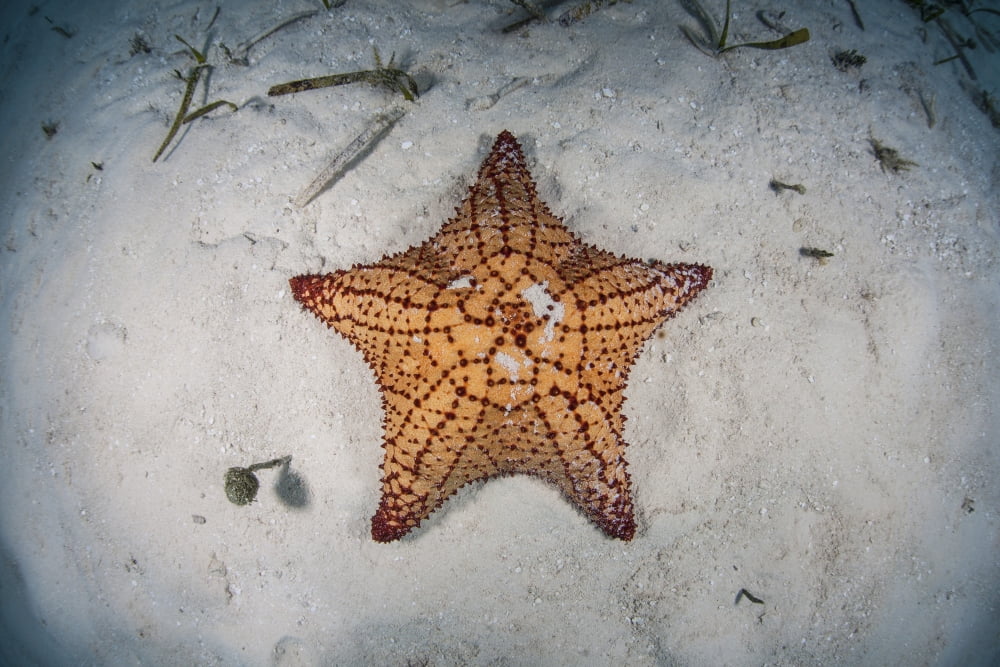 A West Indian starfish on the seafloor in Turneffe Atoll Belize Canvas Art - Ethan DanielsStocktrek Images (34 x 23)