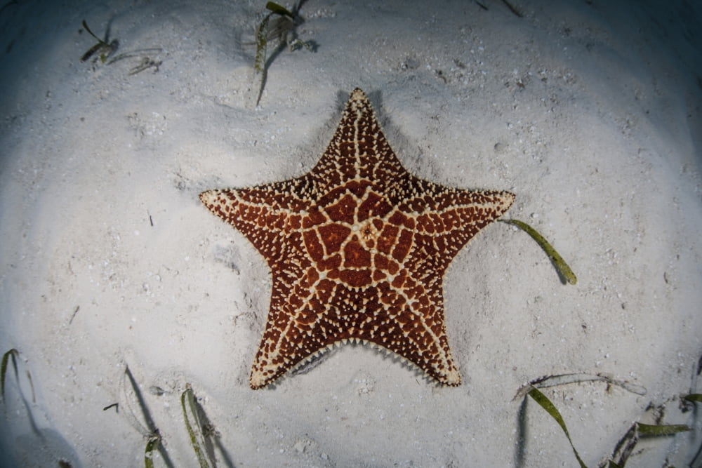 A West Indian starfish on the seafloor in Turneffe Atoll Belize Canvas Art - Ethan DanielsStocktrek Images (34 x 23)