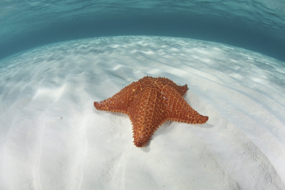 A West Indian starfish on the seafloor in Turneffe Atoll Belize Canvas Art - Ethan DanielsStocktrek Images (34 x 23)