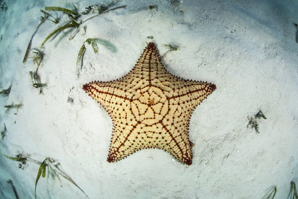 A West Indian starfish on the seafloor in Turneffe Atoll Belize Canvas Art - Ethan DanielsStocktrek Images (34 x 23)