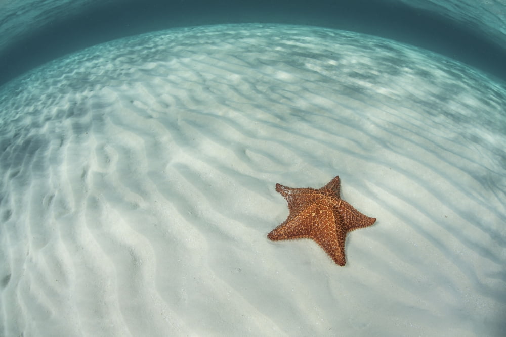 A West Indian starfish on the seafloor in Turneffe Atoll Belize Canvas Art - Ethan DanielsStocktrek Images (34 x 23)
