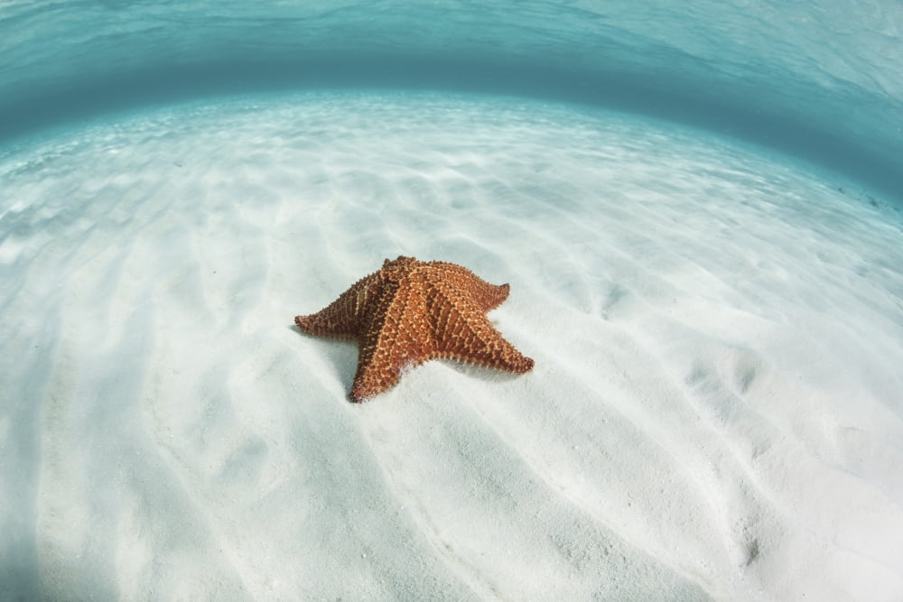 A West Indian starfish on the seafloor in Turneffe Atoll Belize Canvas Art - Ethan DanielsStocktrek Images (34 x 23)