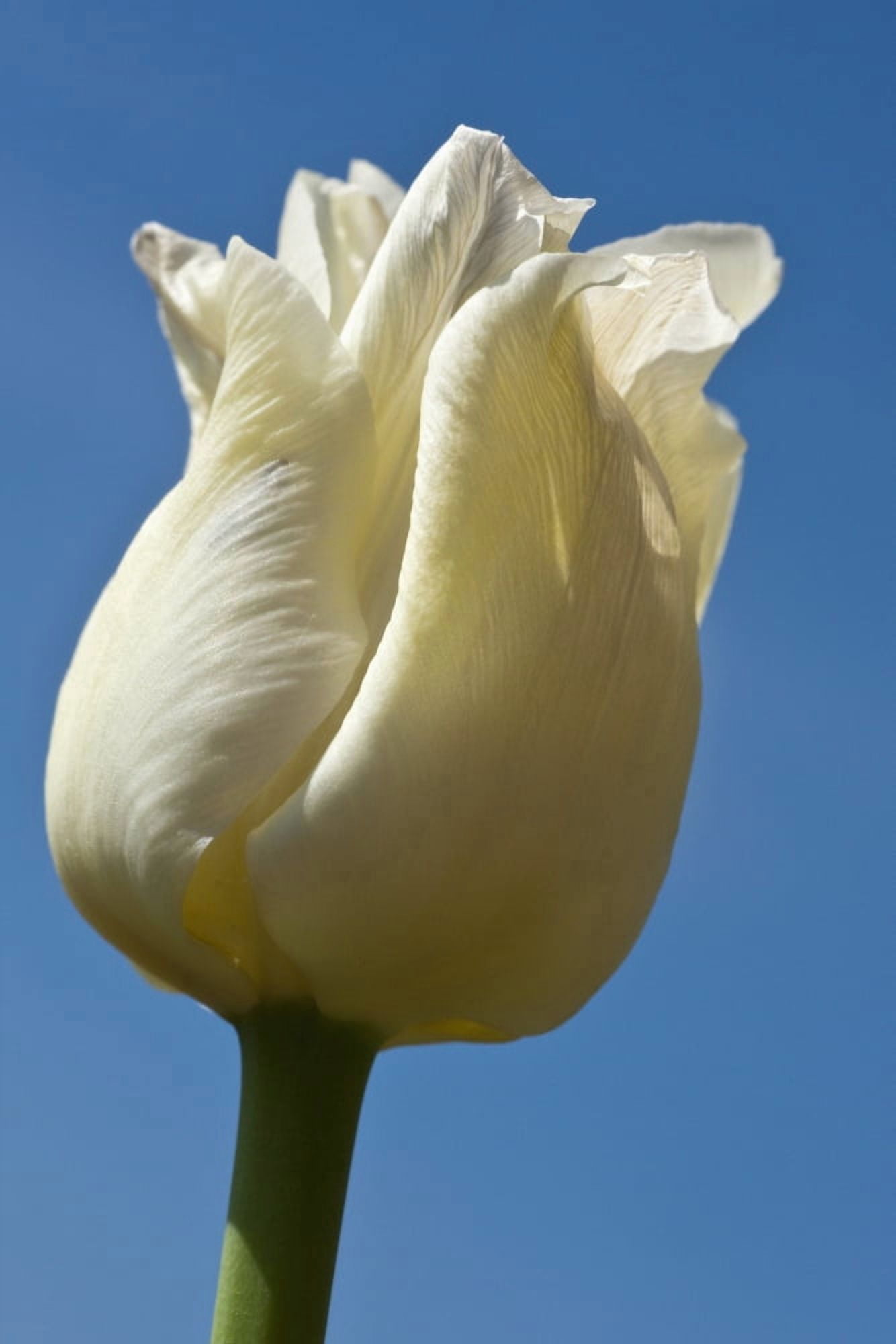 A White Tulip Against A Blue Sky Northumberland England Canvas Art - John Short Design Pics (12 x 19)