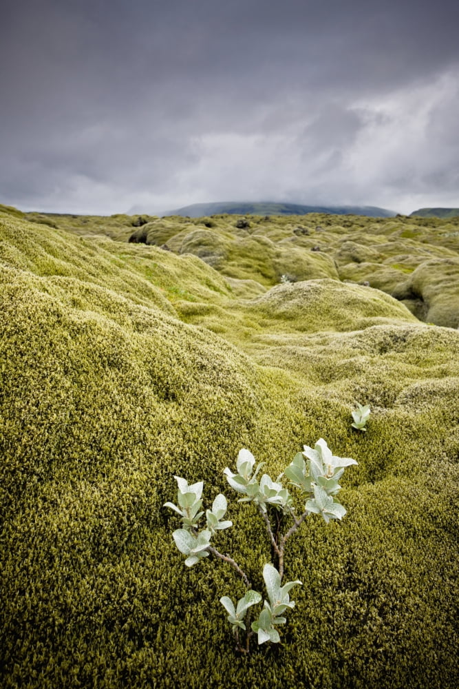 A White Wildflower Growing On A Rugged Landscape Iceland Canvas Art - David DuChemin Design Pics (24 x 38)