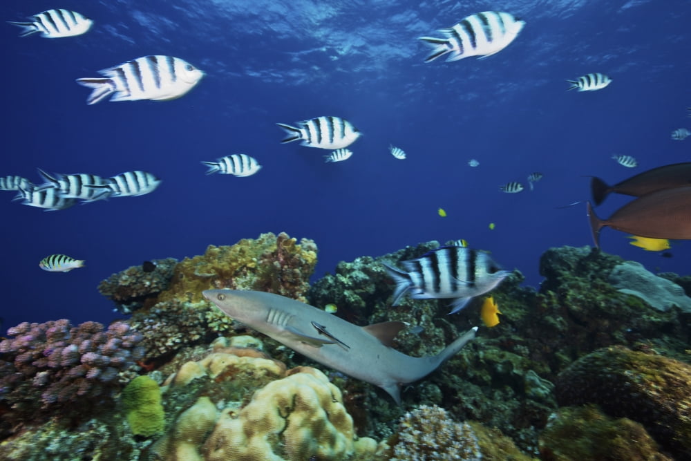 A Whitetip Reef Shark glides through a school of Scissortail Sergeant Major fish Fiji Canvas Art - Terry MooreStocktrek Images (18 x 12)