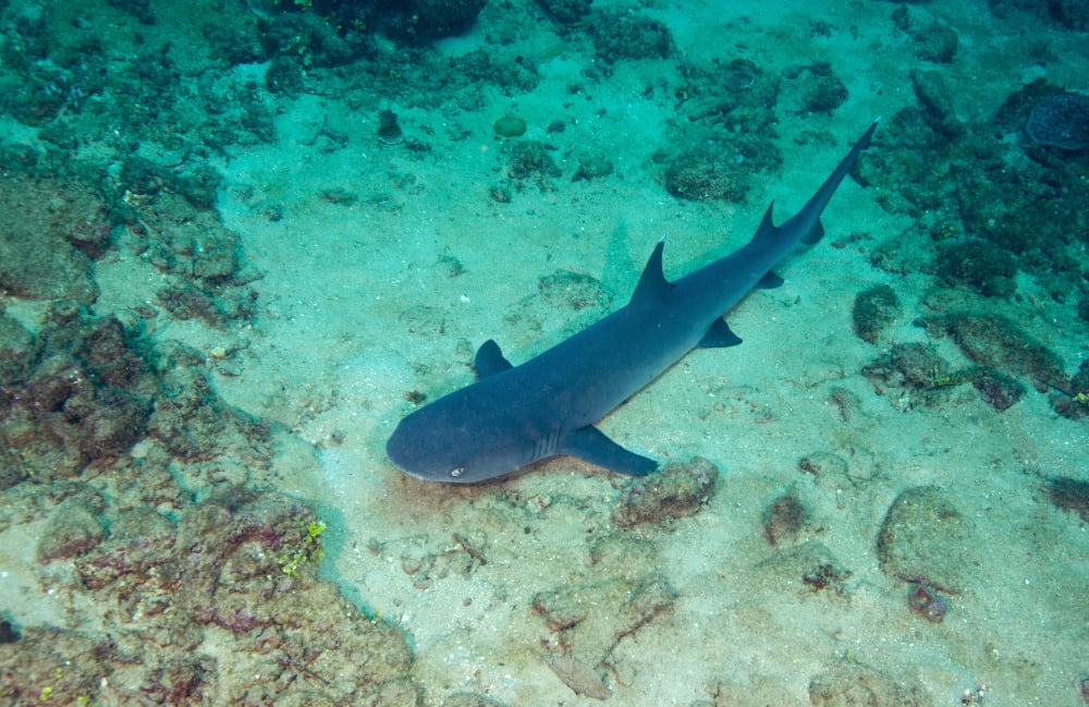 A Whitetip Reef Shark laying on the sany bottom off the coast of Fiji Canvas Art - Michael WoodStocktrek Images (35 x 23)