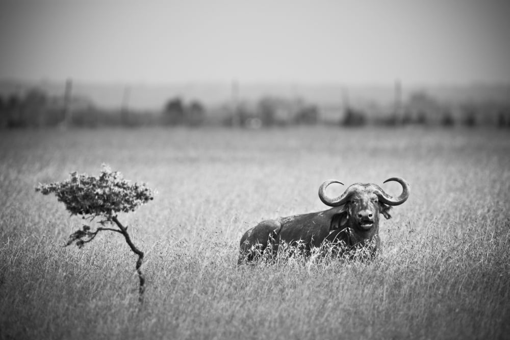 A Wildebeest In A Field Kenya Canvas Art - David DuChemin Design Pics (38 x 24)