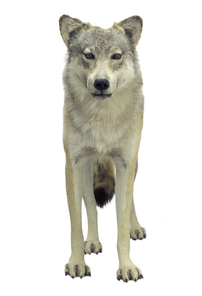 A Wolf Canvas Art - Don Hammond Design Pics (11 x 17)