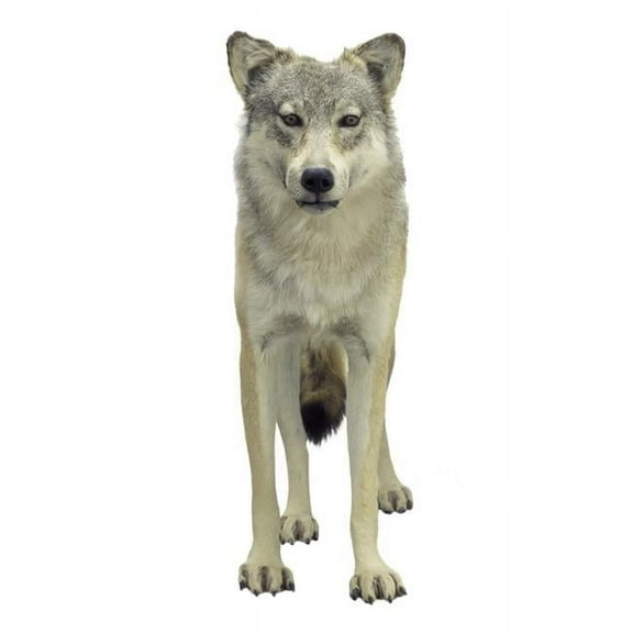 A Wolf Poster Print by Don Hammond, 22 x 34 - Large