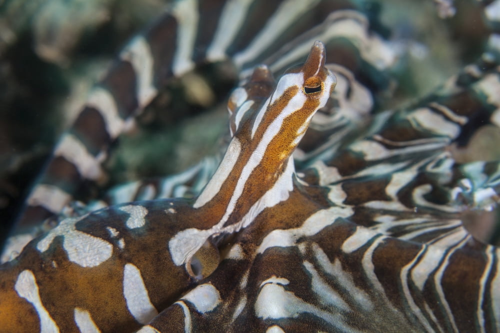 A Wonderpus octopus found in Lembeh Strait Indonesia Canvas Art - Ethan DanielsStocktrek Images (17 x 12)