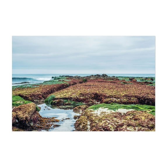A Wondrous Reef - San Diego California Photography Unframed Wall Art Print 20 x 30 inches