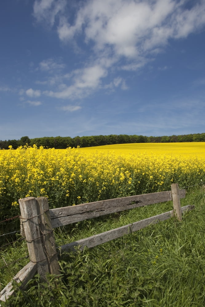 A Wooden Fence Along A Field Of Canola Northumberland England Canvas Art - John Short Design Pics (24 x 38)