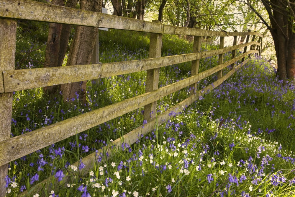 A Wooden Fence In A Forested Area With Blue And White Wildflowers On The Ground Northumberland England Canvas Art - John Short Design Pics (19 x 12)