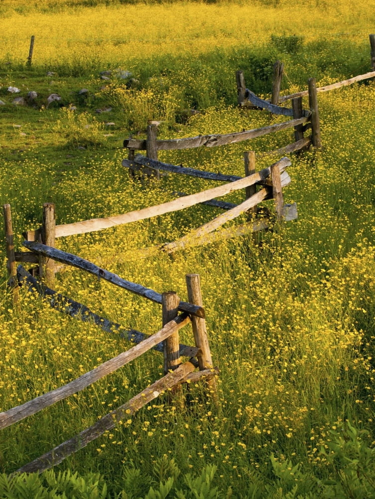 A Wooden Rail Fence Surrounded By Yellow Wildflowers Fulford Quebec Canada Canvas Art - David Chapman Design Pics (13 x 17)
