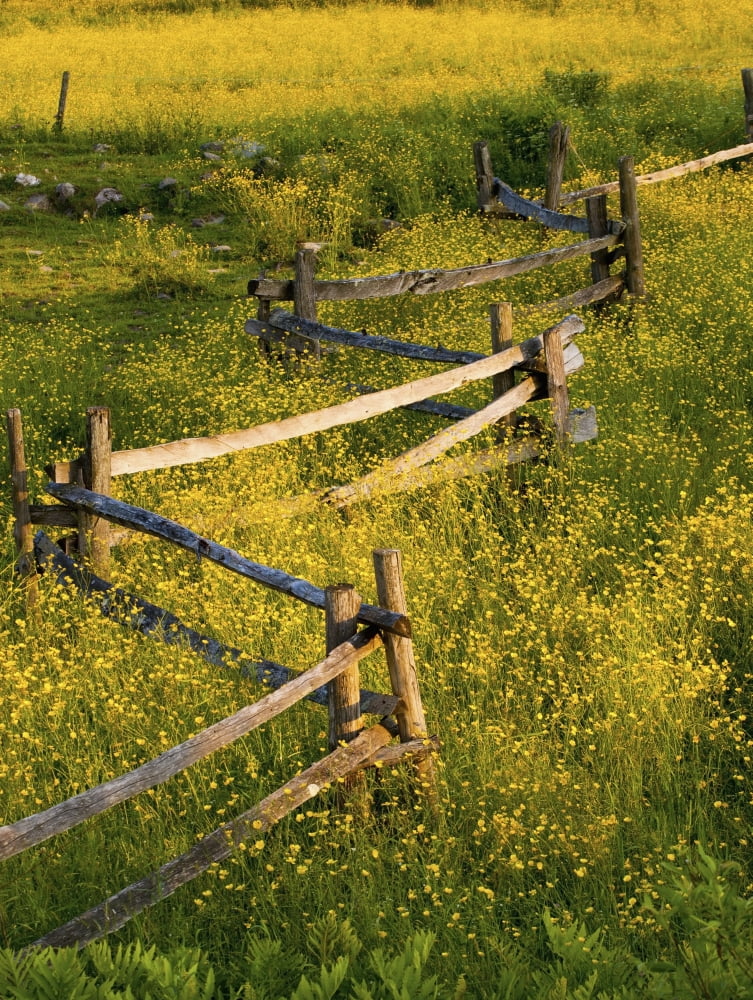 A Wooden Rail Fence Surrounded By Yellow Wildflowers Fulford Quebec Canada Canvas Art - David Chapman Design Pics (26 x 34)
