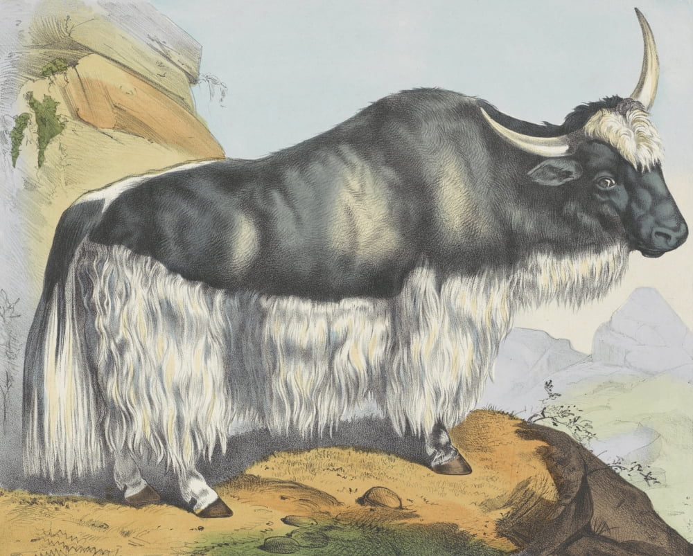 A Yak In A Rocky Landscape Canvas Art - (24 x 18)