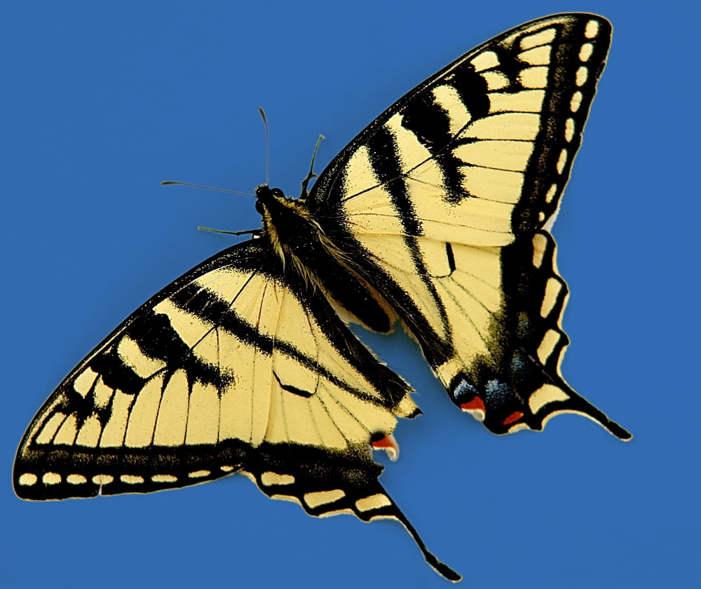 A Yellow And Black Swallowtail Butterfly Canvas Art - Con Tanasiuk Design Pics (17 x 14)