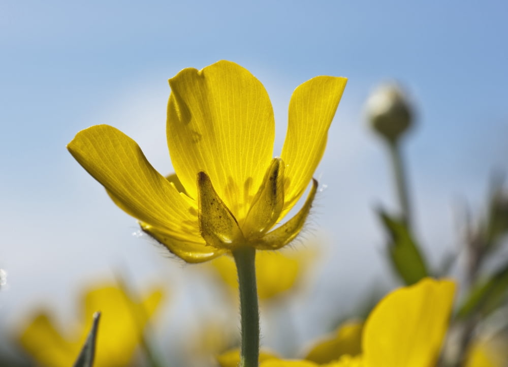 A Yellow Buttercup Against A Blue Sky Northumberland England Canvas Art - John Short  Design Pics (36 x 26)