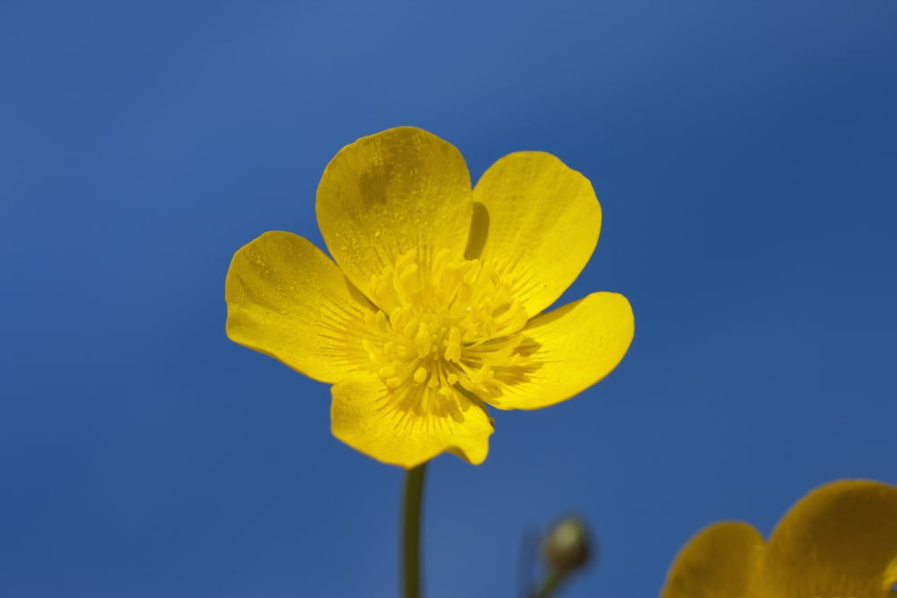 A Yellow Buttercup Against A Blue Sky Northumberland England Canvas Art - John Short Design Pics (38 x 24)