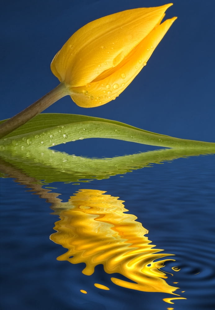 A Yellow Flower Reflected In Water Canvas Art - John Short Design Pics (24 x 34)