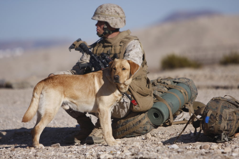 A Yellow Labrador Retriever and his handler take a break in the desert Canvas Art - Stocktrek Images (35 x 23)
