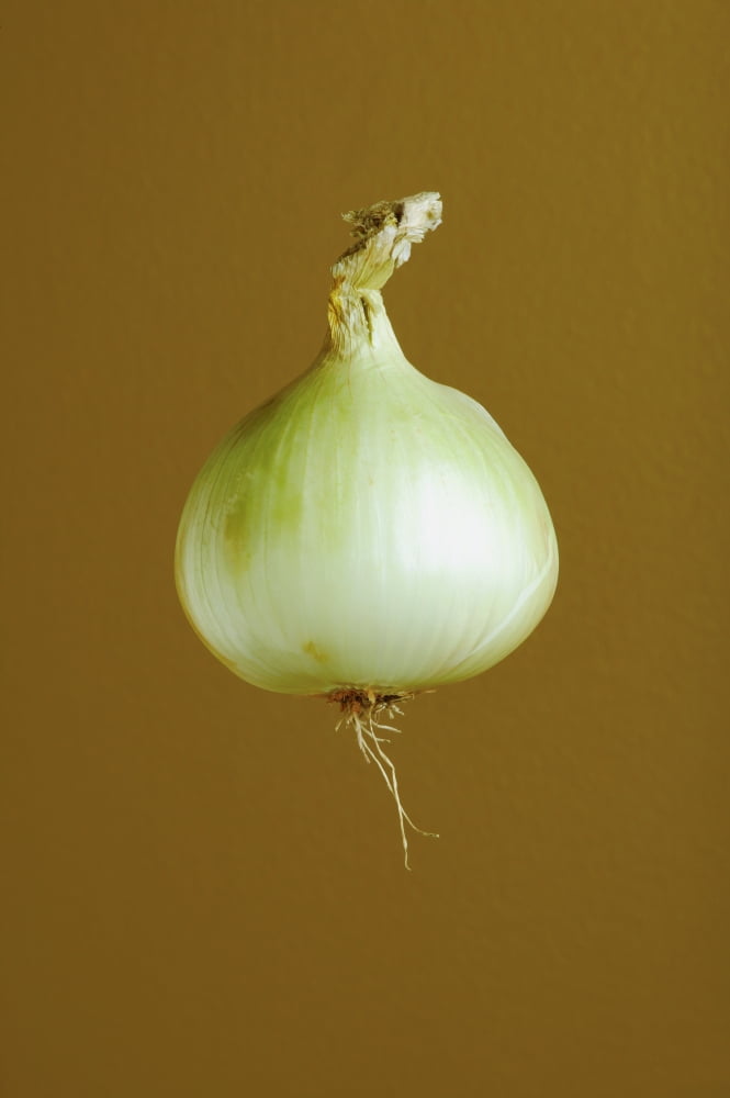 A Yellow Onion Canvas Art - Darren Greenwood Design Pics (11 x 17)