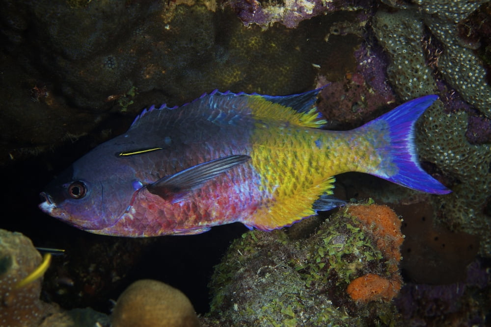 A Yellowprow goby cleaning a Creole wrasse Canvas Art - Terry MooreStocktrek Images (18 x 12)