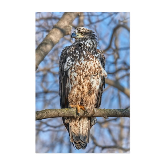 A Young Bald Eagle - Photography Bird Wildlife Animal Nature Scenic Woodland Forest Unframed Wall Art Print 32 x 48 inches
