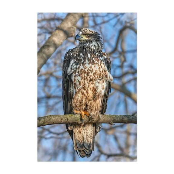 A Young Bald Eagle - Photography Bird Wildlife Animal Nature Scenic Woodland Forest Unframed Wall Art Print 5 x 7 inches