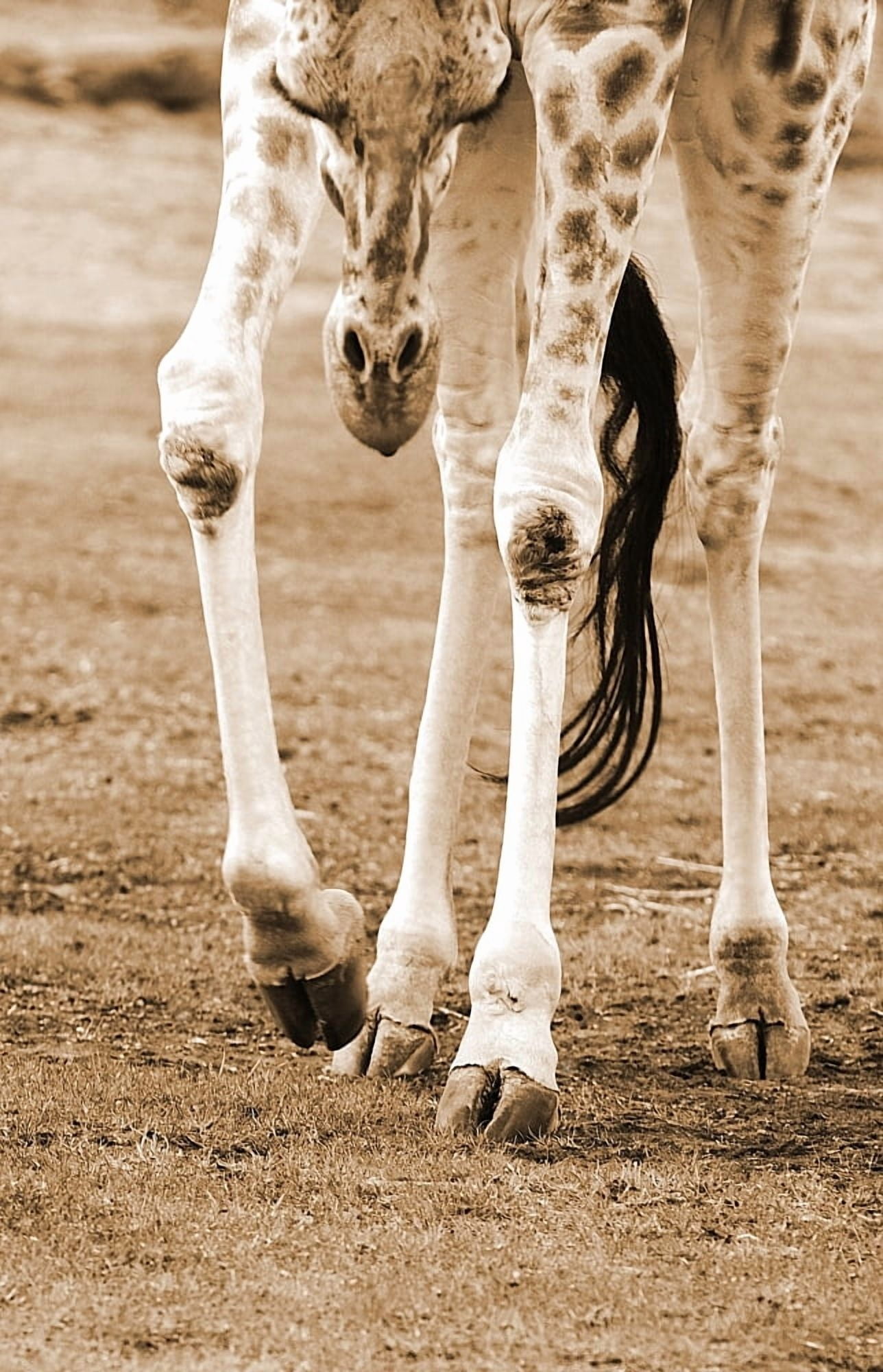A Young Giraffe Canvas Art - Chris and Kate Knorr Design Pics (11 x 17)