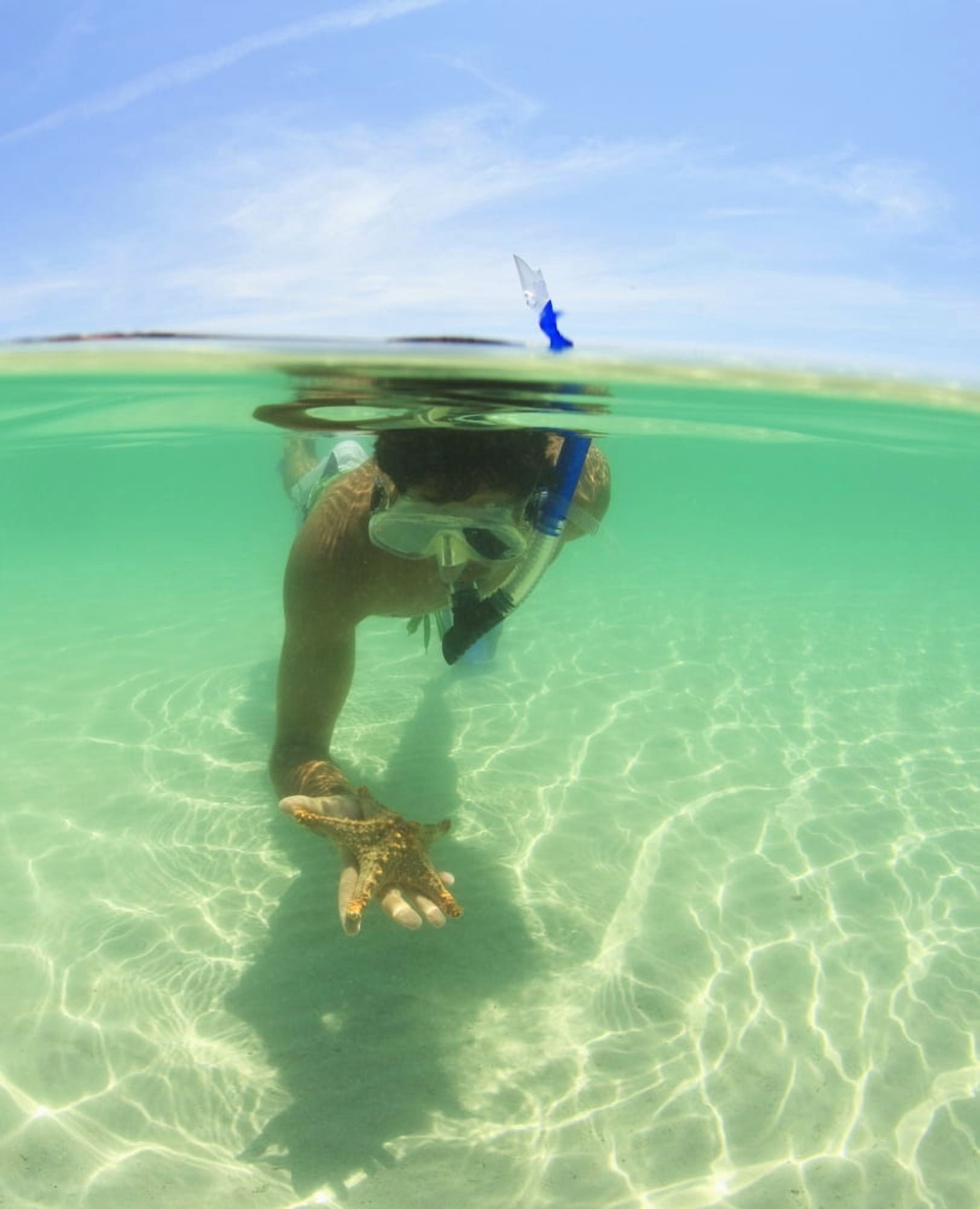 A Young Man Snorkels Holding A Starfish Underwater La Paz Baja California Sur Mexico Canvas Art - Stuart Westmorland  Design Pics (13 x 17)