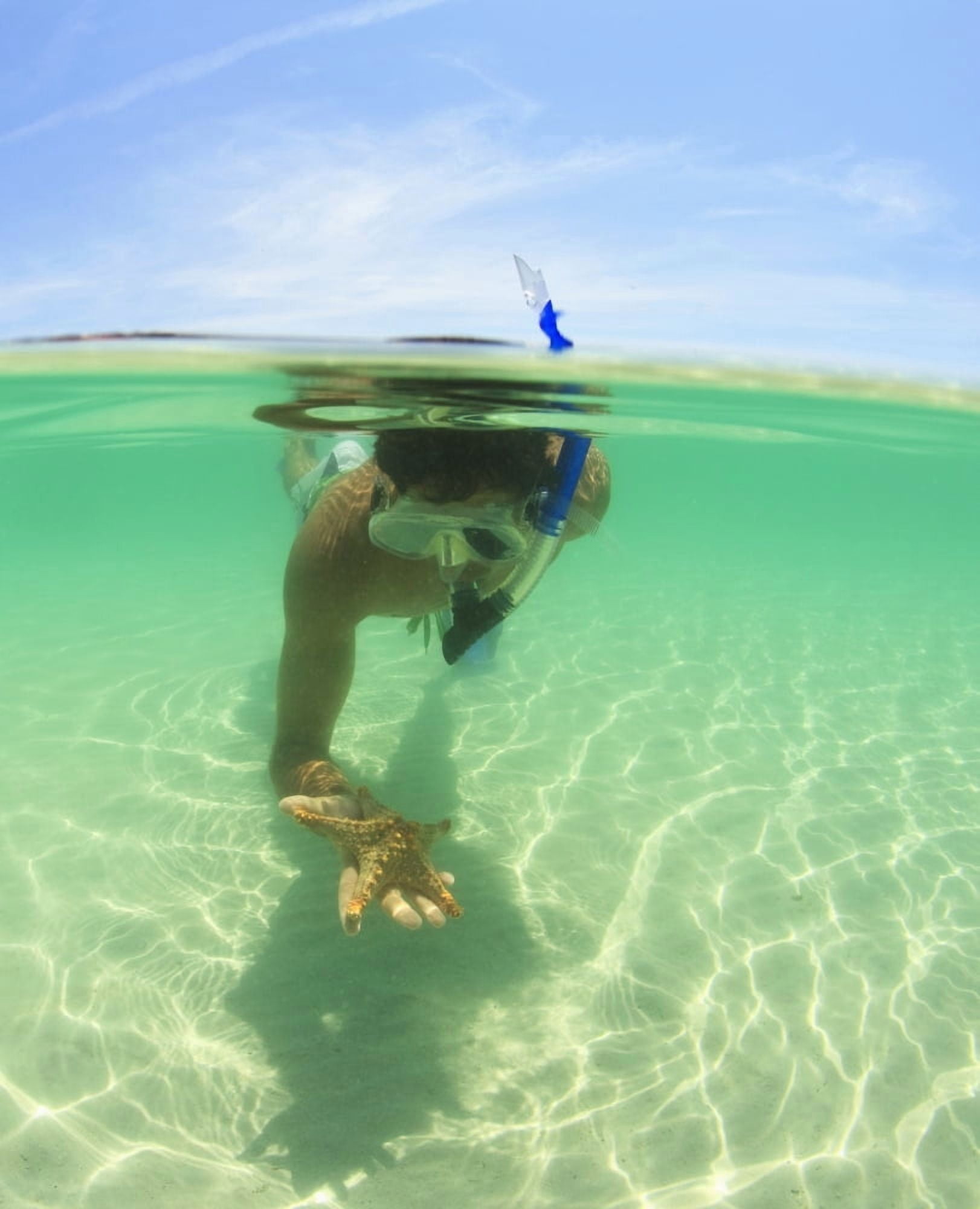 A Young Man Snorkels Holding A Starfish Underwater La Paz Baja California Sur Mexico Canvas Art - Stuart Westmorland Design Pics (26 x 34)
