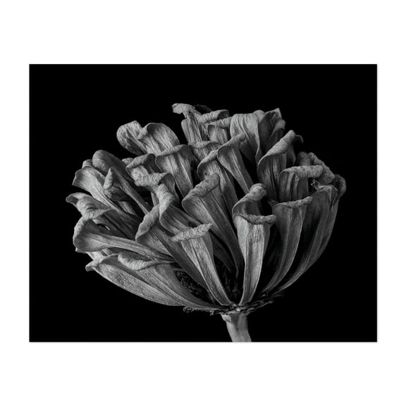 A Zinnia In Fall - Photography Black and White Botanical Floral Nature Minimalist Abstract Moody Unframed Wall Art Print 6 x 8 inches