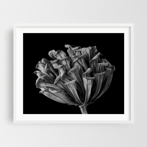 A Zinnia In Fall - Photography Black and White Botanical Floral Nature Minimalist Abstract Moody White Framed Wall Art Print 8 x 10 inches