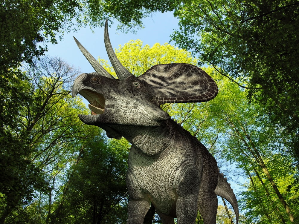 A Zuniceratops wanders a Cretaceous forest Canvas Art - Walter MyersStocktrek Images (33 x 25)