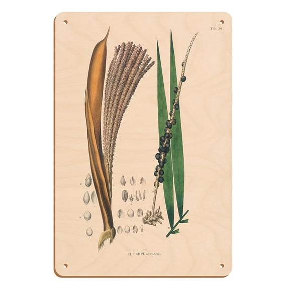 Açaí Palm Tree (Euterpe oleracea) - Vintage Botanical Illustration by Carl Friedrich Philipp von Martius c.1820s - 8 x 12 inch Vintage Wood Art Sign