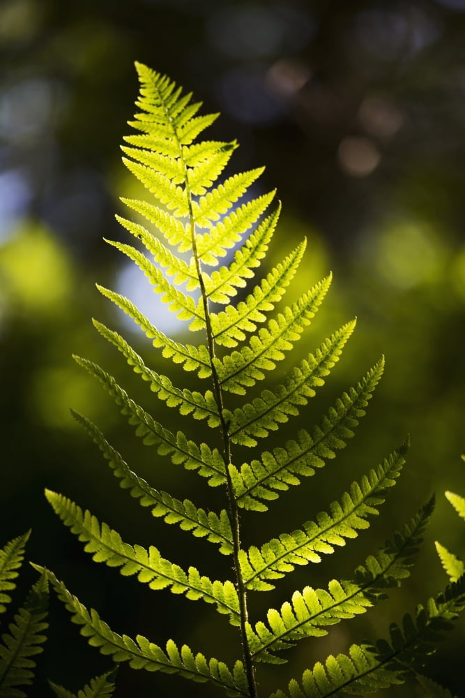 A backlit fern frond Northumberland England Canvas Art - John Short Design Pics (12 x 19)