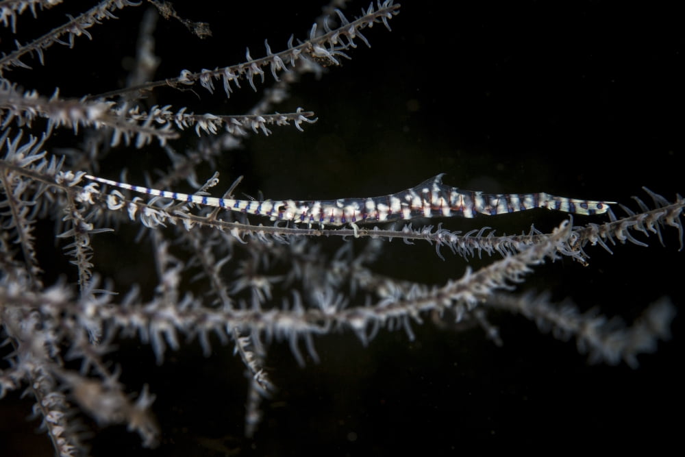 A banded Tozeuma shrimp camouflages itself in black coral Canvas Art - Ethan DanielsStocktrek Images (17 x 12)