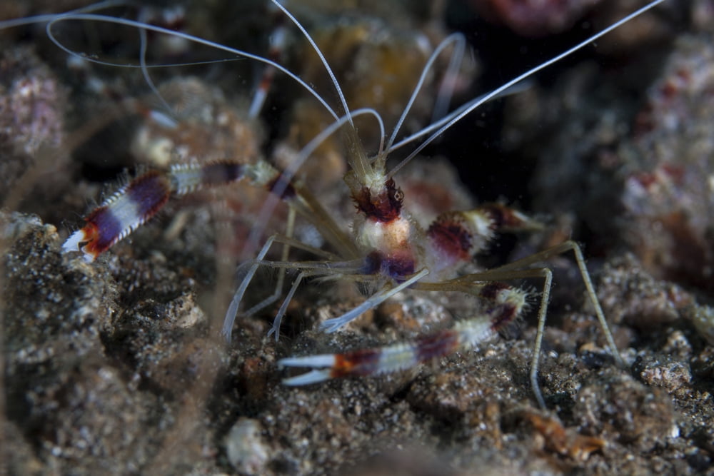 A banded coral shrimp crawls on the seafloor Canvas Art - Ethan DanielsStocktrek Images (34 x 23)