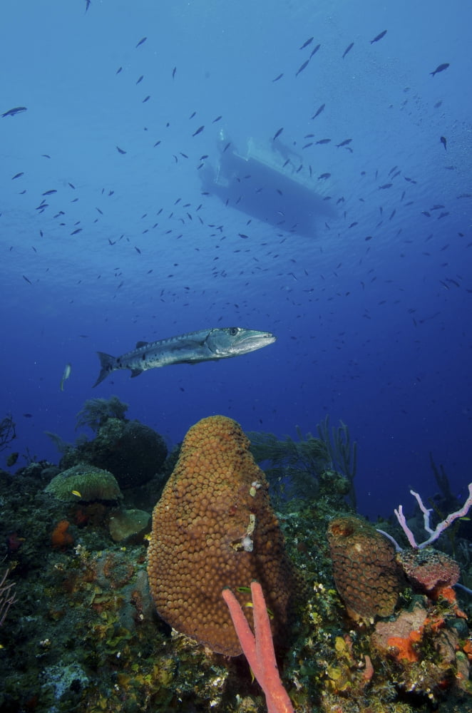 A barracuda swims amongst coral reef with boat overhead Canvas Art - Brent BarnesStocktrek Images (12 x 17)