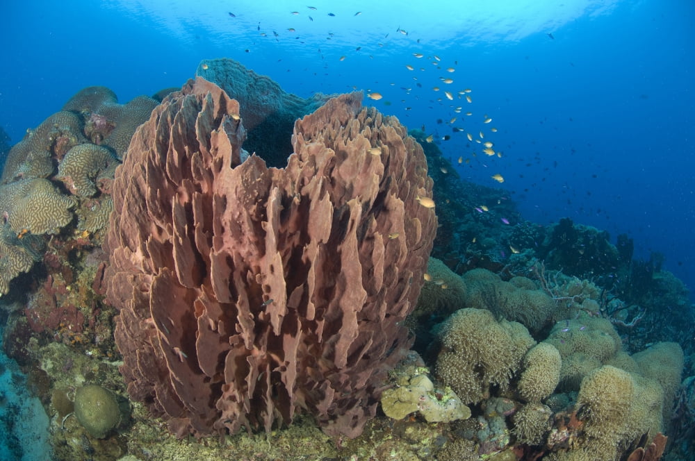 A barrel sponge attached to a reef wall Papua New Guinea Canvas Art - Steve JonesStocktrek Images (35 x 23)
