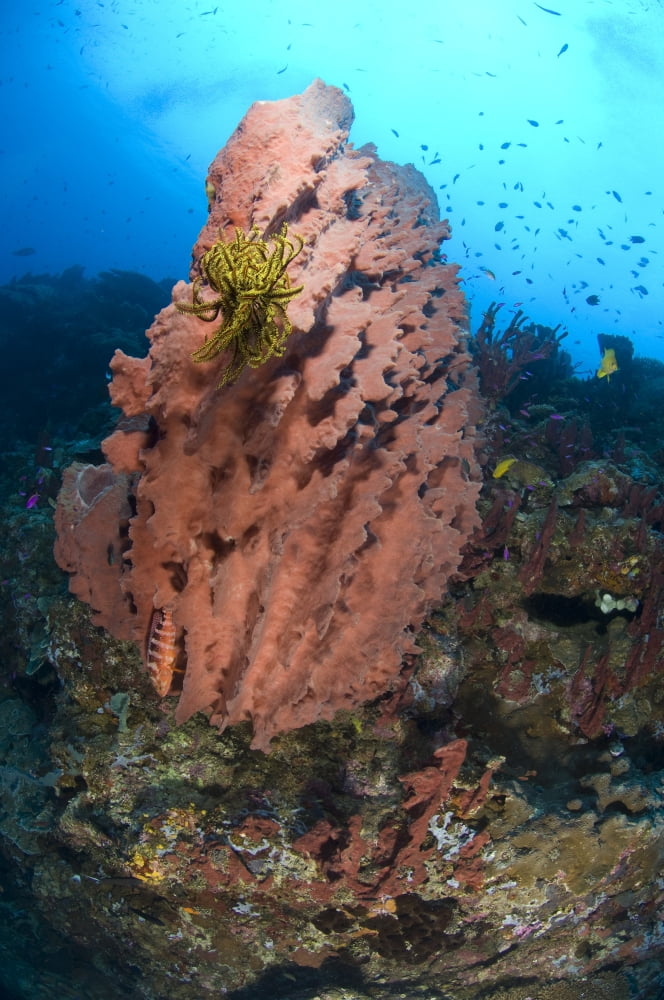 A barrel sponge with a yellow crinoid attached Papua New Guinea Canvas Art - Steve JonesStocktrek Images (23 x 35)