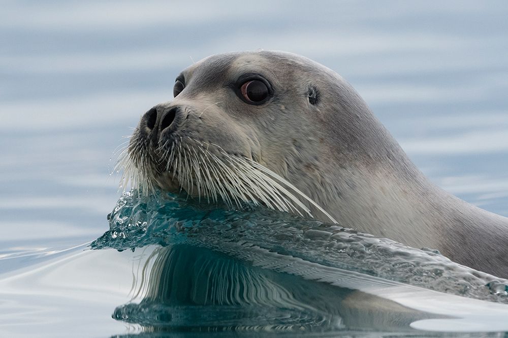 A bearded sealErignathus barbatusswimming in the Arctic waters Norway
