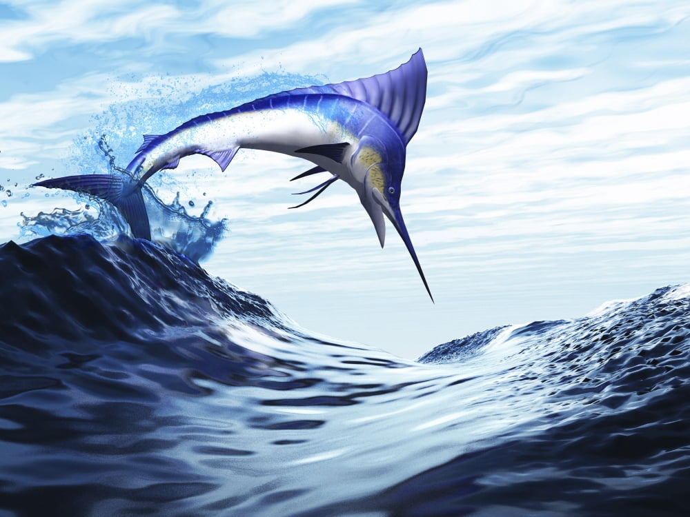 A beautiful blue marlin bursts through a wave in a spectacular jump Canvas Art - Corey FordStocktrek Images (17 x 13)