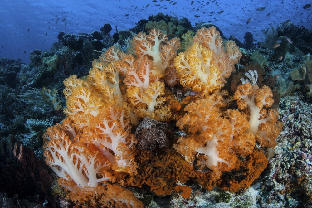 A beautiful cluster of soft coral colonies on a coral reef in Indonesia Canvas Art - Ethan DanielsStocktrek Images (17 x 12)